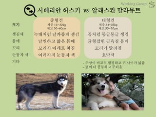 시베리안 허스키 vs 알래스칸 말라뮤트
- 두상이 비교적 평평하고 귀 사이가 넓음
- 털이 더 풍부하고 두터움
크기
중형견
체중 16~30kg
체고 50~60cm
대형견
체중 34~55kg
체고 55~70cm
생김새 늑대처럼 날카롭게 생김 곰처럼 둥글둥글 생김
몸매 날씬하고 얇은 몸매 균형잡힌 근육질 몸매
꼬리 꼬리가 아래로 쳐짐 꼬리가 말려짐
눈동자 색 여러가지 눈동자 색 호박색
기타
Working Group
 