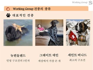 Working Group 견종의 종류
▶ 분류 기준 : 맡은 역할
사람을
즐겁게 하는
일
사람의 일을
돕는 일
심리치료견 (Therapy dog)
엔터테인먼트견(Performing dog)
* 대부분 애완견으로서의 비중 ↑
봉사견 (service dog)  안내견/청각도우미견
인명구조견 (Lifesaving dog)
경비견 (watchdog): 경호견/경찰견/군용견
썰매견 (sled dog)
목축견 (Herding dog)
사냥견, 쥐 구제견, Show dog, 투견, 송로버섯 채
취견 등등
뉴펀들랜드
인명 구조견의 1인자
그레이트 데인
세상에서 가장 큰 개
세인트 버나드
최고의 구조견
대표적인 견종
Working Group
 