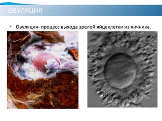 ОВУЛЯЦИЯ
• Овуляция- процесс выхода зрелой яйцеклетки из яичника.
 
