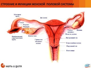 СТРОЕНИЕ И ФУНКЦИИ ЖЕНСКОЙ ПОЛОВОЙ СИСТЕМЫ
 