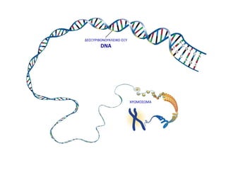 ΔΕΟΞΤΡΙΒΟΝΟΤΚΛΕΙΚΟ ΟΞΤ
DNA
ΧΡΩΜΟ΢ΩΜΑ
 