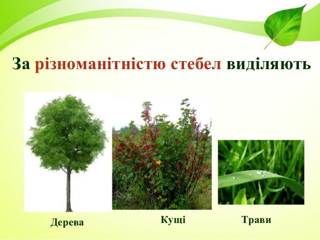 Блог вчителя початкових класів Коник Надії Ярославівни: Види рослин