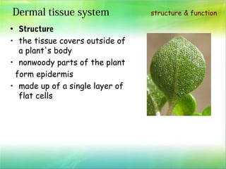plant structure and function | PPT