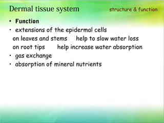 plant structure and function | PPT