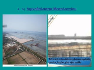 4. Α) Λιμνοθάλασσα Μεσολογγίου
 