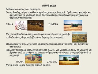 συνέχεια
Έφθασε ο καιρός του θερισμού.
Ο κυρ Στάθης πήρε κι άλλους εργάτες και πρωί- πρωί ήρθαν στο χωράφι και
άρχισαν με τα κοφτερά τους δρεπάνια(σήμερα αλωνιστική μηχανή) να
θερίζουν τα στάχυα.
ΠΑΛΙΑ ΣΗΜΕΡΑ
Μέχρι το βράδυ τα στάχυα κόπηκαν και γέμισε το χωράφι
καλοδεμένες θημωνιές(δεμένα θερισμένα σπαρτά).
Φόρτωσαν τις θημωνιές στο κάρο(σήμερα καρότσα τρακτέρ) και τις πήγαν
στο αλώνι.
Ίδρωσαν τα βόδια καθώς γύριζαν στο αλώνι, για να βοηθήσουν το γεωργό να
βγάλει από τα στάχυα το σιτάρι.(σήμερα αυτό γίνεται στο χωράφι από τη
μηχανή)
ΠΑΛΙΑ ΣΗΜΕΡΑ
Μετά λίγες μέρες φύσηξε απαλό αεράκι.
 