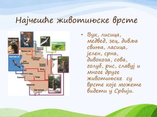 Животињски и биљни свет србије | PPT
