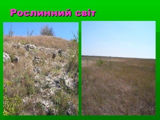 Рослинний світРослинний світ
 