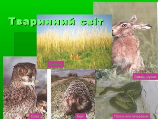 Заєць русак
Сова Їжак Полоз жовточеревий
Тваринний світТваринний світ
Байбак
 
