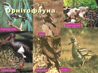 ОрнітофаунаОрнітофауна
Сорокопуд сірий
Лелека чорний
Змієїд
Канюк степовий
ЛеженьОрел-карлик
 
