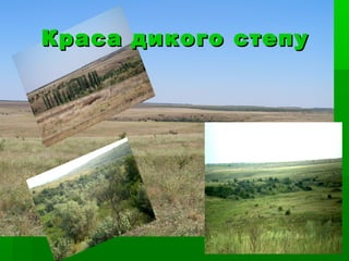 Краса дикого степуКраса дикого степу
 