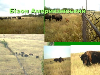 Бізон АмериканськийБізон Американський
 