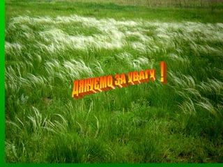 Вас вітає заповідник "Єланецький степ"