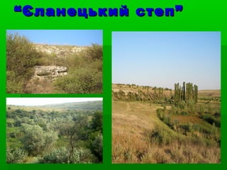 ““Єланецький степ”Єланецький степ”
 