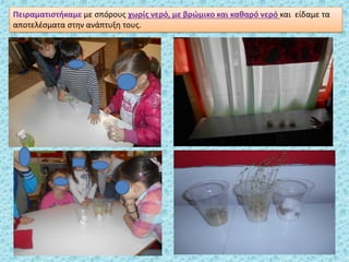 Πειραματιστήκαμε με σπόρους χωρίς νερό, με βρώμικο και καθαρό νερό και είδαμε τα
αποτελέσματα στην ανάπτυξη τους.
 