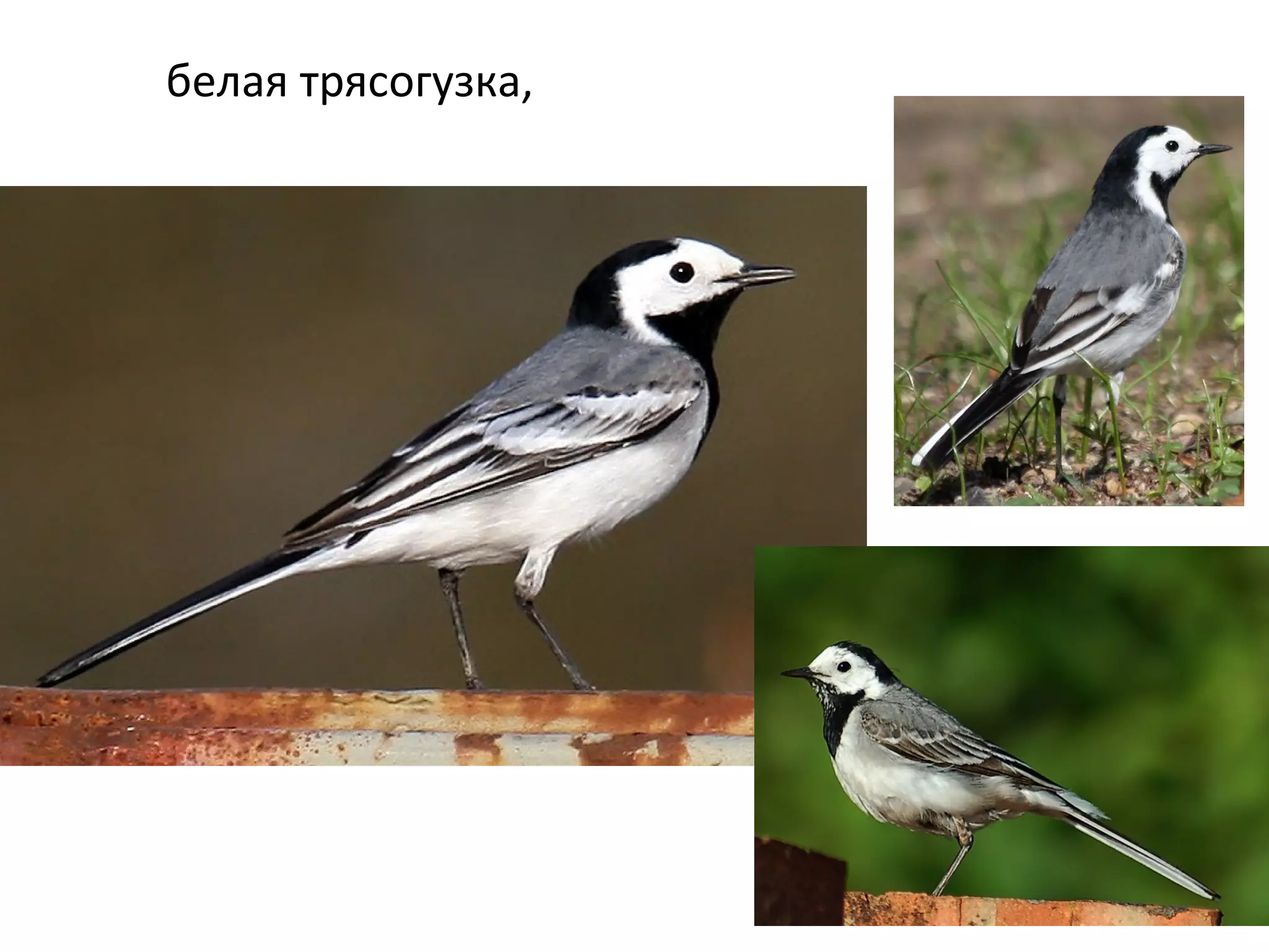 белая трясогузка,
 