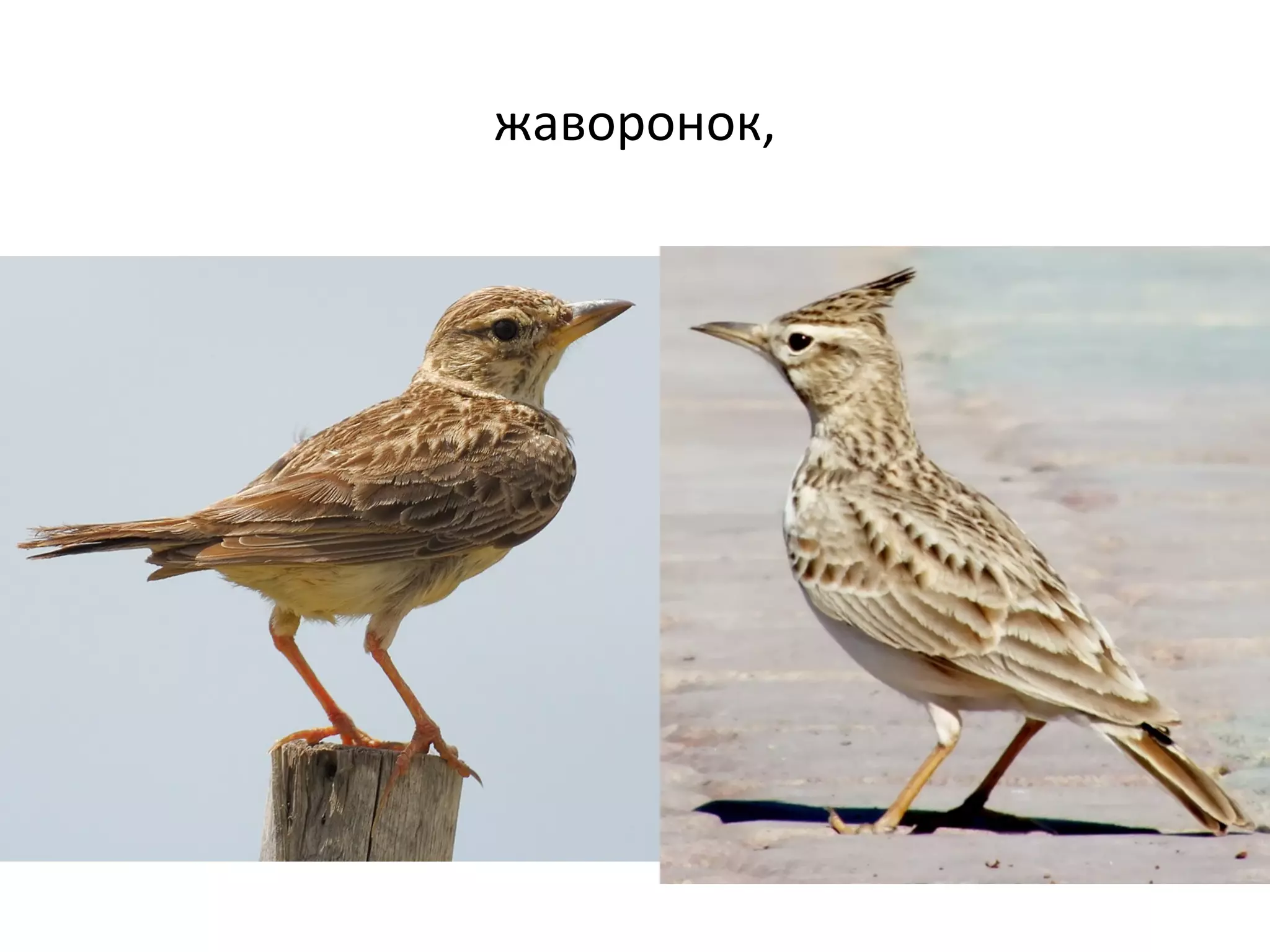 жаворонок,
 