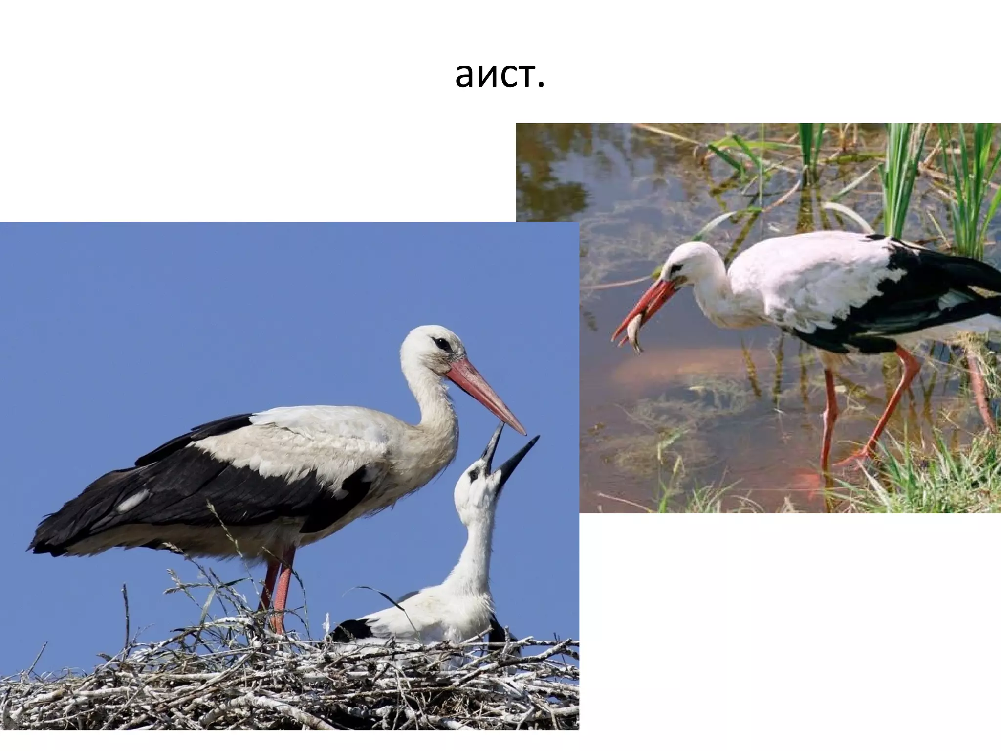 аист.
 