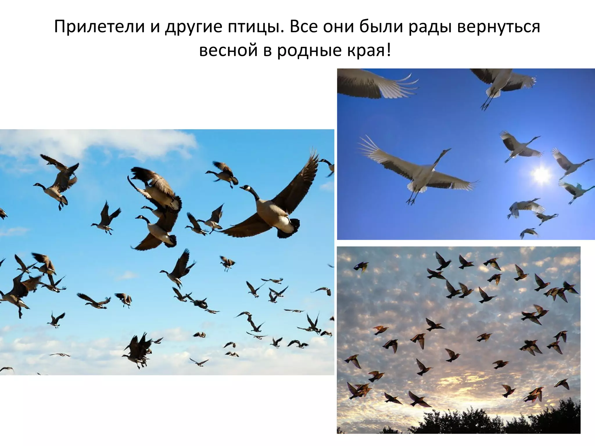 Прилетели и другие птицы. Все они были рады вернуться
весной в родные края!
 