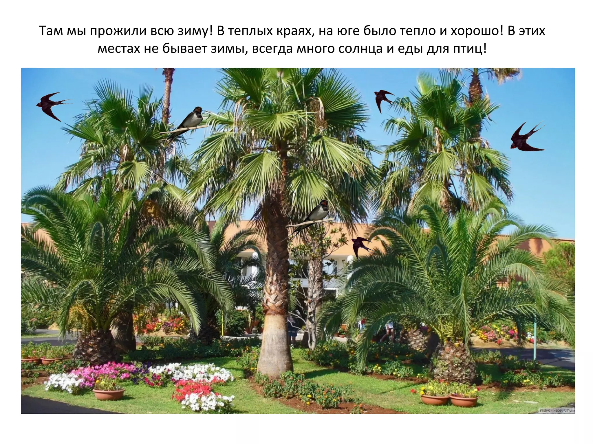 Там мы прожили всю зиму! В теплых краях, на юге было тепло и хорошо! В этих
местах не бывает зимы, всегда много солнца и еды для птиц!
 
