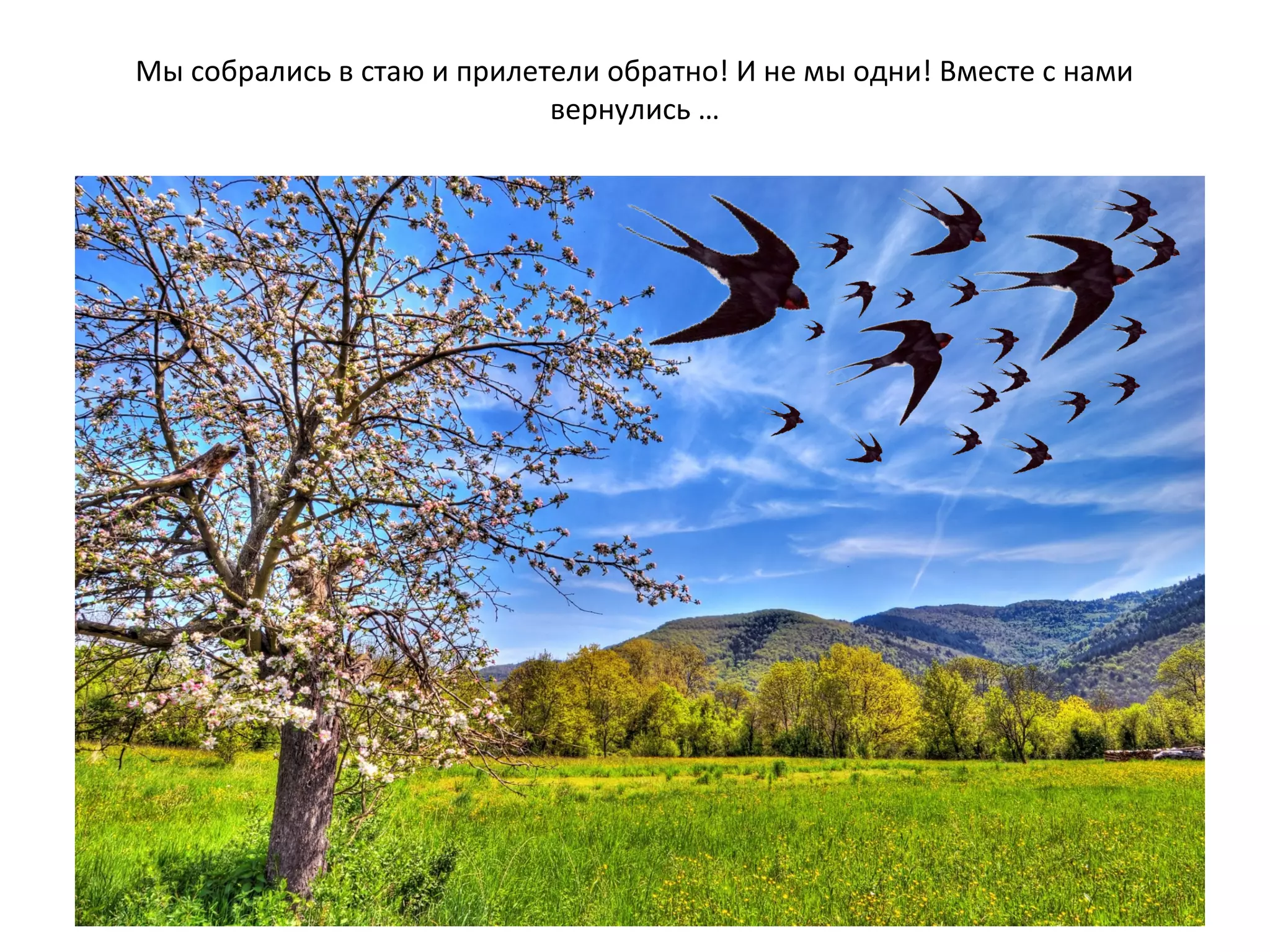 Мы собрались в стаю и прилетели обратно! И не мы одни! Вместе с нами
вернулись …
 
