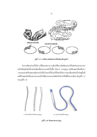 13
รูปที่ 1.19 แสดงลักษณะการใชกระดูกงูชวยเขียนสวนโคง
รูปที่ 1 .20 แสดงรูปเครื่องมือชวยเขียน
( ข ) ที่เหลาดินสอ( ก ) แ...