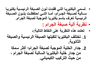 •‫دا‬‫د‬‫بكتيري‬ ‫دية‬‫د‬‫الرةيس‬ ‫دبغة‬‫د‬‫الص‬ ‫دون‬‫د‬‫ل‬ ‫دد‬‫د‬‫فق‬ ‫دي‬‫د‬‫الت‬ ‫دا‬‫د‬‫البكتيري‬ ‫دمى‬‫د‬‫تس‬
‫ددبغة‬‫د‬‫الص‬ ‫ددون‬‫د‬‫بل‬ ‫دد‬‫د‬‫احتسظ‬ ‫ددي‬‫د‬‫الت‬ ‫ددا‬‫د‬‫جم‬ ، ‫ددرا‬‫د‬‫الز‬ ‫ددبغة‬‫د‬‫لص‬ ‫ددالبة‬‫د‬‫س‬
‫الزرا‬ ‫لصبغة‬ ‫الموزبة‬ ‫بكتيريا‬ ‫باس‬ ‫تعرف‬ ‫الرةيسية‬.
•‫صبغة‬ ‫آلية‬ ‫نظرية‬‫الزرا‬:
•‫النقاو‬ ‫على‬ ‫النظرية‬ ‫ه‬ ‫ه‬ ‫تعتمد‬‫التالية‬:-
.1‫والصبغة‬ ‫الرةيسية‬ ‫الصبغة‬ ‫لتقبلةا‬ ‫البكتيريا‬ ‫تختلف‬
‫الثانوية‬.
.2‫سمكا‬ ‫جكثر‬ ‫؛‬ ‫الزرا‬ ‫لصبغة‬ ‫الموزبة‬ ‫الخلية‬ ‫زدار‬
‫لصبغة‬ ‫السالبة‬ ‫البكتيريا‬ ‫خلية‬ ‫زدار‬ ‫من‬‫الزرا‬،
‫الكيمياةي‬ ‫التركيب‬ ‫حيث‬ ‫من‬.
 