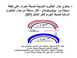 •‫لصبغة‬ ‫الموزبة‬ ‫البكتيريا‬ ‫زدار‬ ‫يحتوت‬‫الزرا‬‫وبقة‬ ‫،على‬
‫من‬ ‫سميكة‬‫بيبتدوزلوكان‬‫البكتيريا‬ ‫زدار‬ ‫من‬ ً‫سماكة‬ ‫جكثر‬ ،
‫الزرا‬ ‫لصبغة‬ ‫السالبة‬‫جنظر‬‫الشك‬(47.)
 