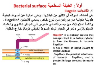 ً‫ك‬‫جو‬:‫السوحية‬ ‫الوبقة‬Bacterial surface
1.‫السالزال‬Flagella
‫خيويدة‬ ‫جسدواو‬ ‫عدن‬ ‫عبدار‬ ‫وهدي‬ ، ‫البكتريا‬ ‫من‬ ‫الكثير‬ ‫في‬ ‫الحركة‬ ‫جعضاو‬ ‫هي‬
‫دين‬‫د‬‫فالزل‬ ‫دمي‬‫د‬‫يس‬ ‫دا‬‫د‬‫خ‬ ‫دوال‬‫د‬‫ن‬ ‫دن‬‫د‬‫م‬ ‫دروتين‬‫د‬‫ب‬ ‫دن‬‫د‬‫م‬ ‫دة‬‫د‬‫مكون‬ ‫دة‬‫د‬‫وويل‬Flagellin*،
‫داو‬‫د‬‫والغش‬ ‫دوت‬‫د‬‫الخل‬ ‫ددار‬‫د‬‫الز‬ ‫دي‬‫د‬‫ف‬ ‫درا‬‫د‬‫منغ‬ ‫دـدت‬‫د‬‫ناع‬ ‫د‬‫د‬‫زس‬ ‫دن‬‫د‬‫م‬ ‫دال‬‫د‬‫السالز‬ ‫دا‬‫د‬‫وتنش‬
‫الخلية‬ ‫خـارج‬ ً‫ال‬‫وويـ‬ ‫الخيوي‬ ‫السـوو‬ ‫ليمتد‬ ‫الزدار‬ ‫في‬ ‫وتمر‬ ‫مي‬ ‫السيتوبال‬.
Flagellin* is a globular protein that
arranges itself in a hollow cylinder
to form the filament in bacterial
flagellum
It has a mass of about 30,000 to
60,000 .daltons
Flagellin is the principal substituent
of bacterial flagellum, and is
present in large amounts on nearly
all.
 