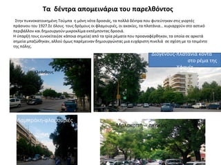 Τα δέντρα απομεινάρια του παρελθόντος
Στην πυκνοκατοικημένη Τούμπα η μόνη νότα δροσιάς, τα πολλά δέντρα που φυτεύτηκαν στις γιορτές
πράσινου του 1927.Σε όλους τους δρόμους οι φλαμουριές, οι ακακίες, τα πλατάνια… κυριαρχούν στο αστικό
περιβάλλον και δημιουργούν μικροκλίμα εκπέμποντας δροσιά.
Η ύπαρξή τους ευνοείται(σε κάποια σημεία) από τα τρία ρέματα που προαναφέρθηκαν, τα οποία σε αρκετά
σημεία μπαζώθηκαν, αλλού όμως παρέμειναν δημιουργώντας μια ευχάριστη πινελιά σε σχέση με το τσιμέντο
της πόλης.
Κλεάνθους
Λαμπράκη-φλαμουριές
Μαλακοπή – ακακίες
Διογένους-πλατάνια κοντά
στο ρέμα της
Υφανέτ
 