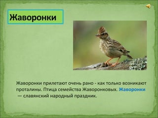 Жаворонки прилетают очень рано - как только возникают
проталины. Птица семейства Жаворонковых. Жаворонки
— славянский народный праздник.
 