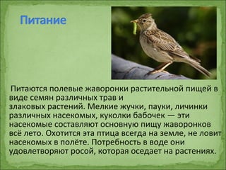 Питаются полевые жаворонки растительной пищей в
виде семян различных трав и
злаковых растений. Мелкие жучки, пауки, личинки
различных насекомых, куколки бабочек — эти
насекомые составляют основную пищу жаворонков
всё лето. Охотится эта птица всегда на земле, не ловит
насекомых в полёте. Потребность в воде они
удовлетворяют росой, которая оседает на растениях.
 