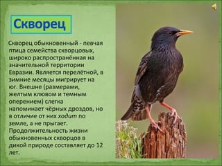 Скворец обыкновенный - певчая
птица семейства скворцовых,
широко распространённая на
значительной территории
Евразии. Является перелётной, в
зимние месяцы мигрирует на
юг. Внешне (размерами,
желтым клювом и темным
оперением) слегка
напоминает чёрных дроздов, но
в отличие от них ходит по
земле, а не прыгает.
Продолжительность жизни
обыкновенных скворцов в
дикой природе составляет до 12
лет.
 
