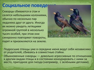 Подросшие птенцы уже в середине июня ведут себя независимо
от родителей, сбиваясь в совместные стайки.
Обыкновенные скворцы — довольно агрессивные по отношению
к другим видам птицы и в состоянии конкурировать с ними за
место, пригодное для гнезда (например, с зелёными дятлами).
Скворцы сбиваются в стаи и
селятся небольшими колониями,
обычно по несколько пар
недалеко друг от друга. Иногда
их можно увидеть летящими
огромной группой в несколько
тысяч особей, при этом они
синхронно повторяют повороты,
парят и приземляются на землю.
 