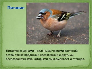 Питается семенами и зелёными частями растений,
летом также вредными насекомыми и другими
беспозвоночными, которыми выкармливает и птенцов.
 