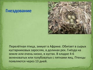 Перелётная птица, зимует в Африке. Обитает в сырых
кустарниковых зарослях, в долинах рек. Гнёзда на
земле или очень низко, в кустах. В кладке 4-6
зеленоватых или голубоватых с пятнами яиц. Птенцы
появляются через 13 дней.
 