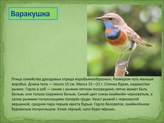 Птица семейства дроздовых отряда воробьинообразных. Размером чуть меньше
воробья. Длина тела — около 15 см. Масса 15—21 г. Спинка бурая, надхвостье
рыжее. Горло и зоб — синие с рыжим пятном посередине; пятно может быть
белым, или только окружено белым. Синий цвет снизу окаймлён черноватым, а
затем рыжими полукольцами поперёк груди. Хвост рыжий с черноватой
вершиной, средняя пара перьев хвоста бурые. Горло беловатое, окаймлённое
буроватым полукольцом. Клюв чёрный, ноги буро-чёрные..
 