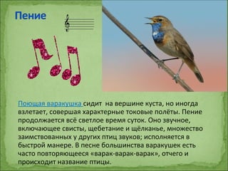 Поющая варакушка сидит на вершине куста, но иногда
взлетает, совершая характерные токовые полёты. Пение
продолжается всё светлое время суток. Оно звучное,
включающее свисты, щебетание и щёлканье, множество
заимствованных у других птиц звуков; исполняется в
быстрой манере. В песне большинства варакушек есть
часто повторяющееся «варак-варак-варак», отчего и
происходит название птицы.
 