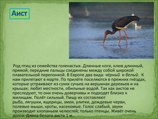 Род птиц из семейства голенастых. Длинные ноги, клюв длинный,
прямой; передние пальцы соединены между собой широкой
плавательной перепонкой. В Европе два вида: чёрный и белый. К
нам прилетают в марте. По прилёте поселяются в прежних гнёздах,
которые устраивают из сухих сучьев на вершинах деревьев и на
крышах; любят местности, обильные водой. Так как аистов не
преследуют, то они очень доверчивы и подходят близко к
жилищам. Полёт сильный. Пищу их составляют
рыба, лягушки, ящерицы, змеи, улитки, дождевые черви,
полевые мыши, кроты, насекомые. Голос слабый, звуки
производит хлопаньем челюстей; только птенцы. Живёт очень
долго. Длина белого аиста 1 м.
 
