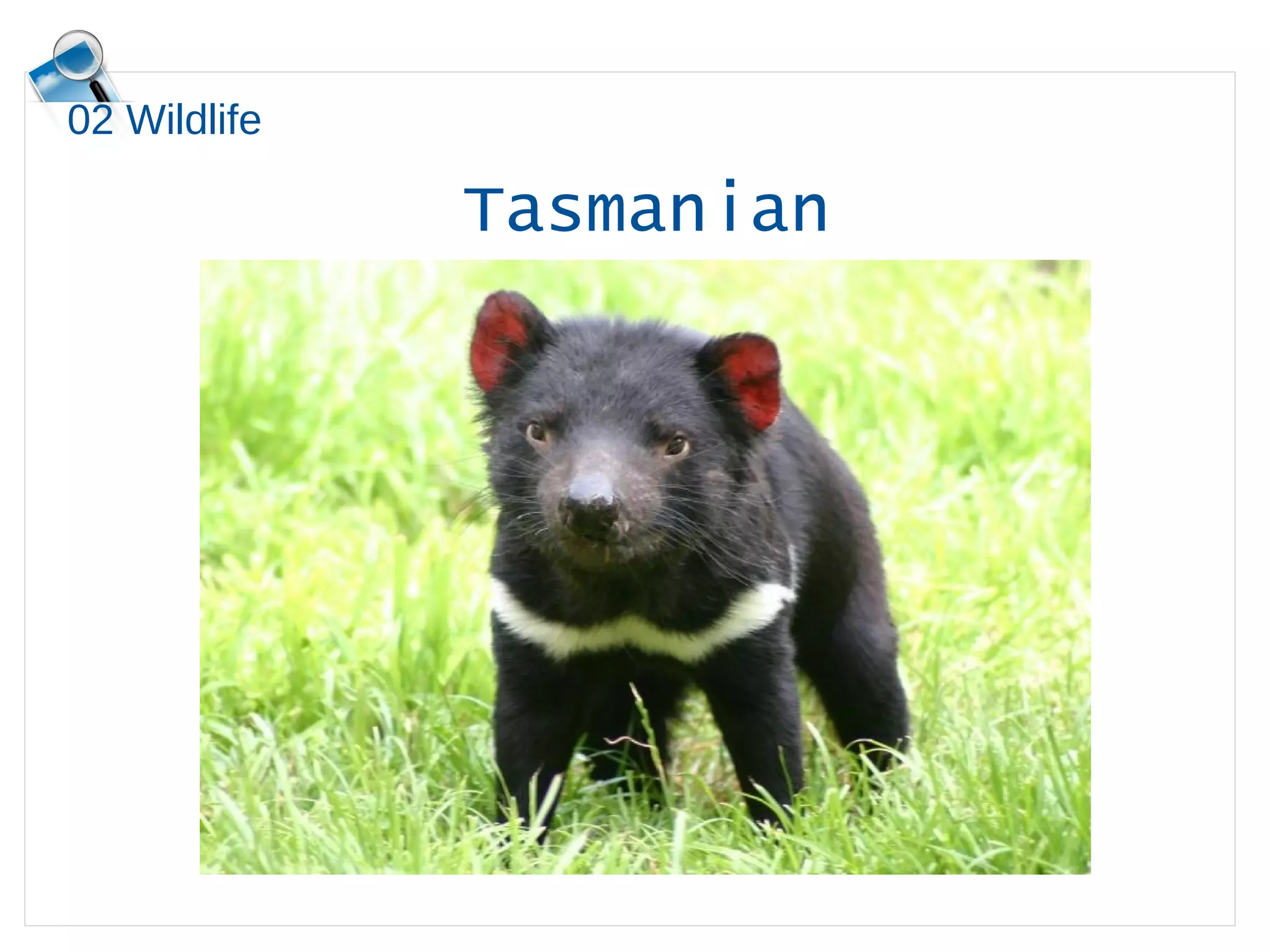 02 Wildlife
Tasmanian
devil
 