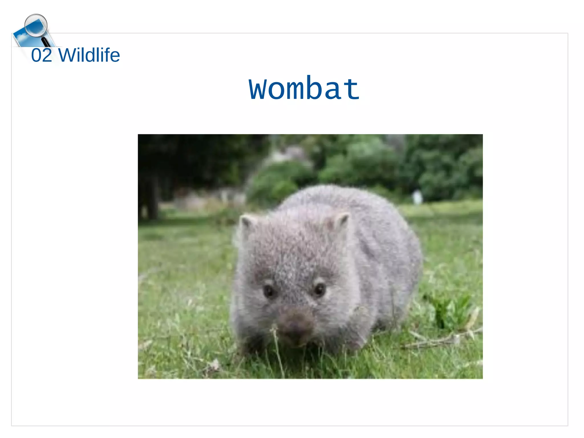 02 Wildlife
Wombat
 