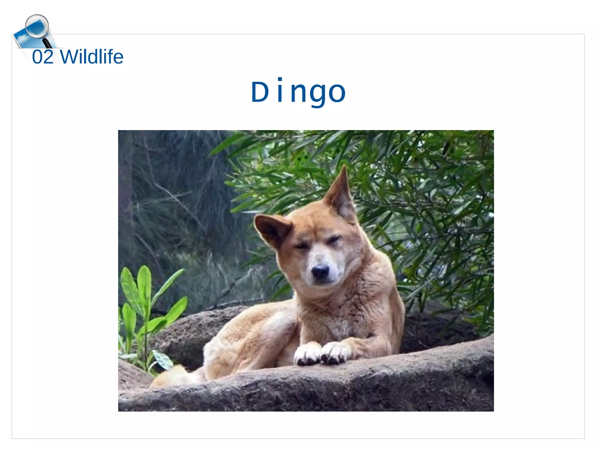 02 Wildlife
Dingo
 