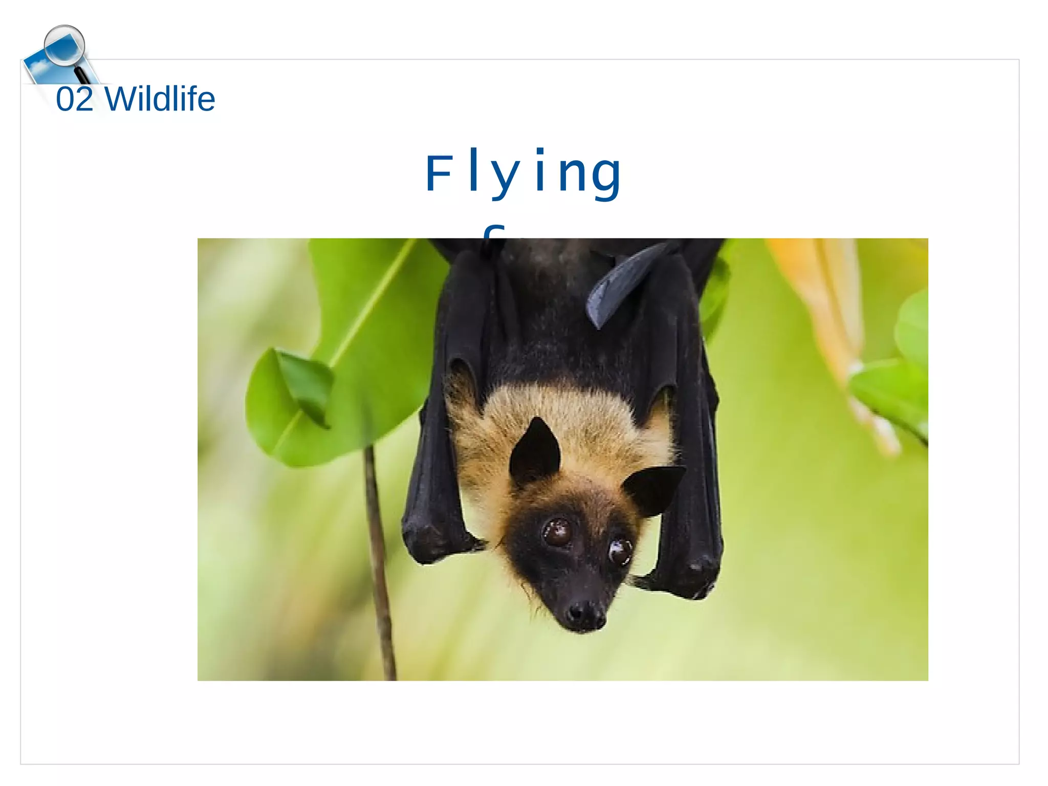 02 Wildlife
Flying
fox
 