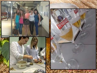 технология бродильных производств и виноделия