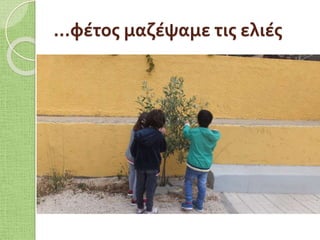 …φέτος μαζέψαμε τις ελιές
 