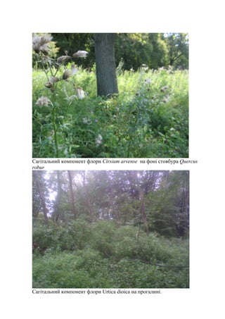 Сагітальний компонент флори Cirsium arvense на фоні стовбура Quercus
robur
Сагітальний компонент флори Urtica dioica на прогалині.
 