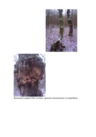 Всихаючи дерева Tilia cordata уражені шкідниками та хворобами
 