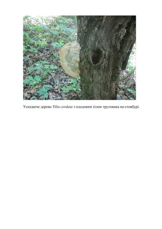 Усихаюче дерево Tilia cordata з плодовим тілом трутовика на стовбурі.
 