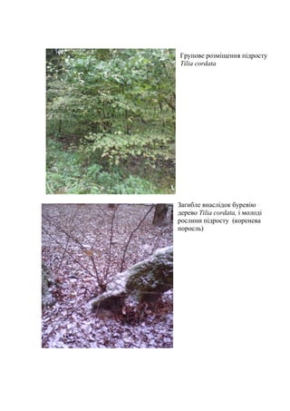 Групове розміщення підросту
Tilia cordata
Загибле внаслідок буревію
дерево Tilia cordata, і молоді
рослини підросту (коренева
поросль)
 
