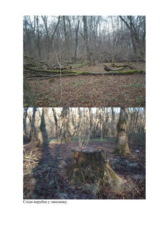 Сліди вирубок у заказнику.
 